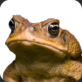 cane-toad-components